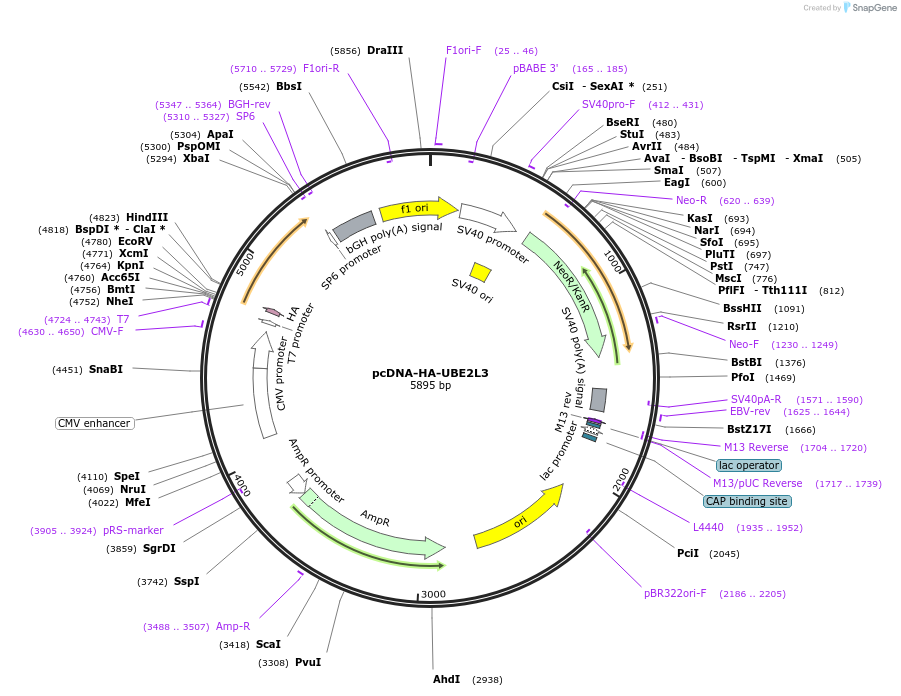 27561-plasmid-map-sequence-id-425611