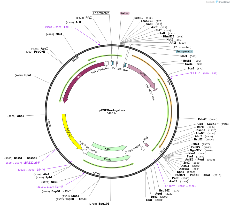 214761-plasmid-map-sequence-id-425614