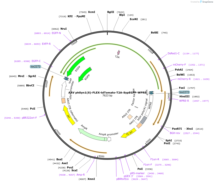 51509-plasmid-map-sequence-id-425635