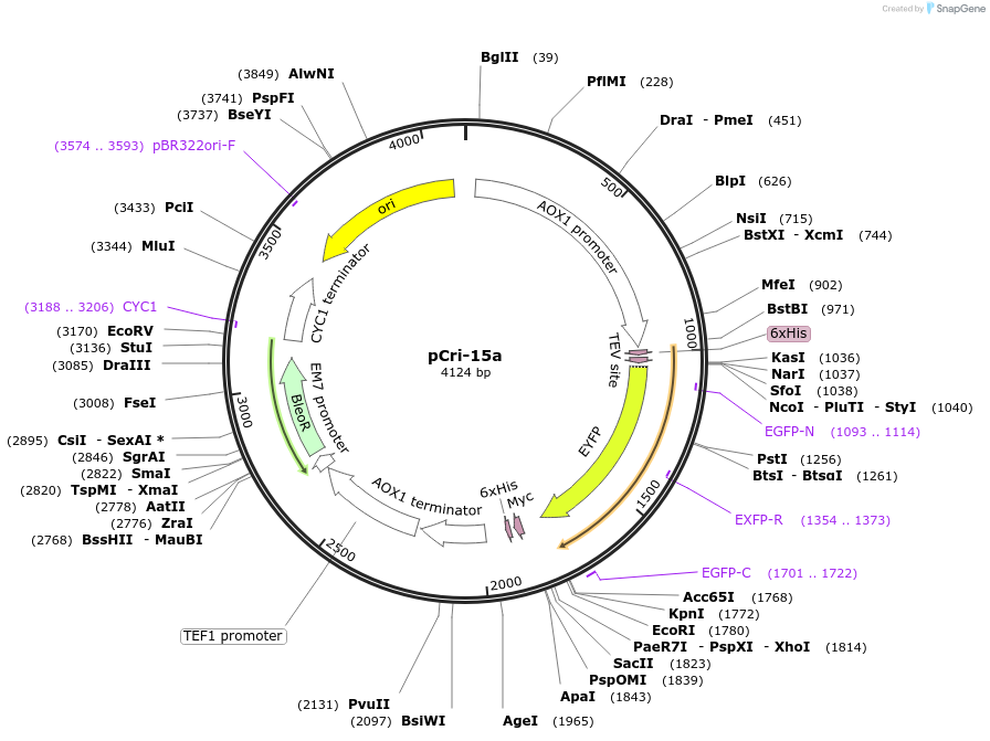 61323-plasmid-map-sequence-id-425650