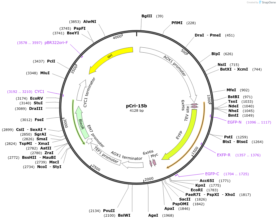 61336-plasmid-map-sequence-id-425651