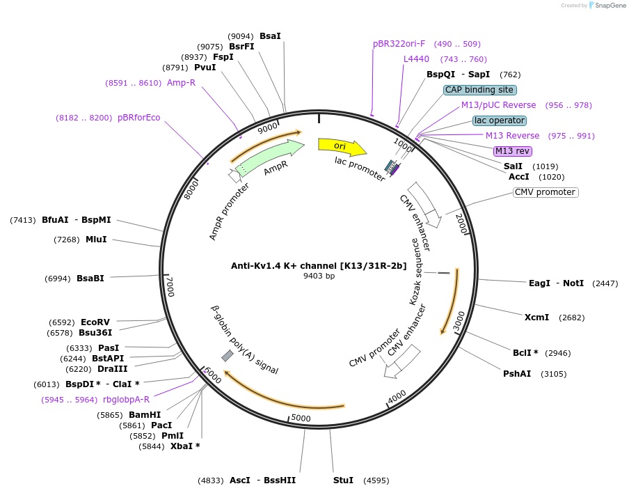 206620-plasmid-map-sequence-id-425682