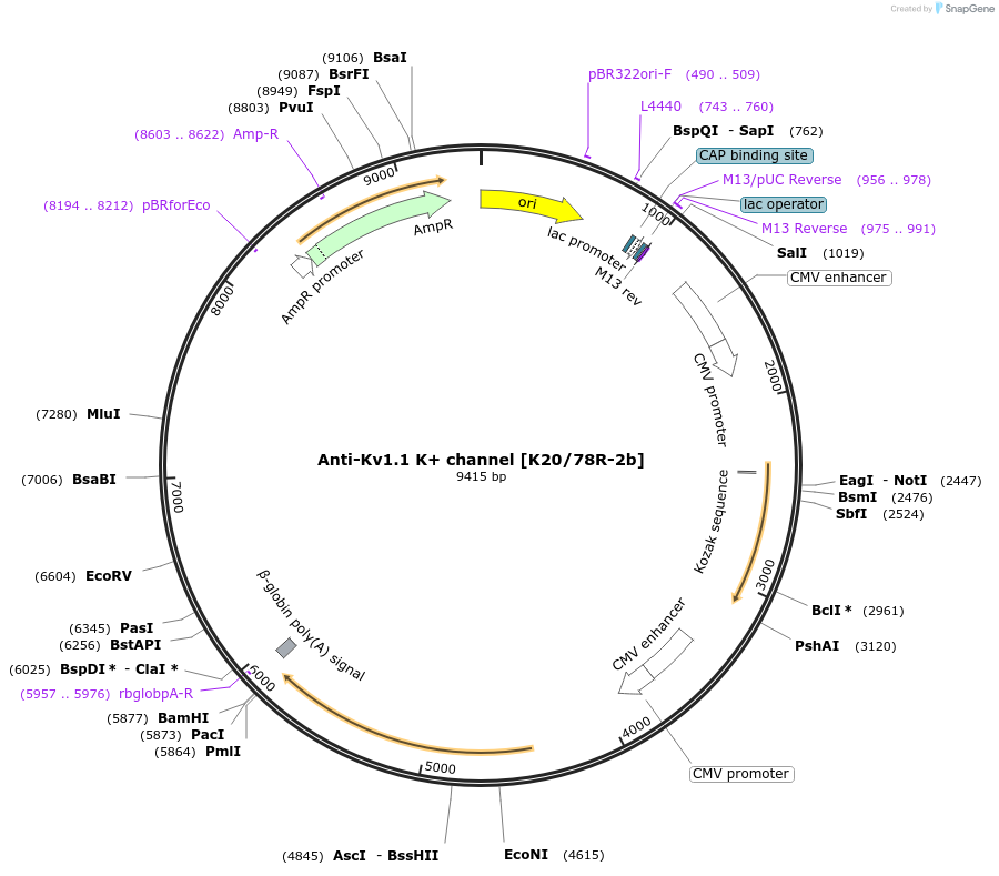 206623-plasmid-map-sequence-id-425685