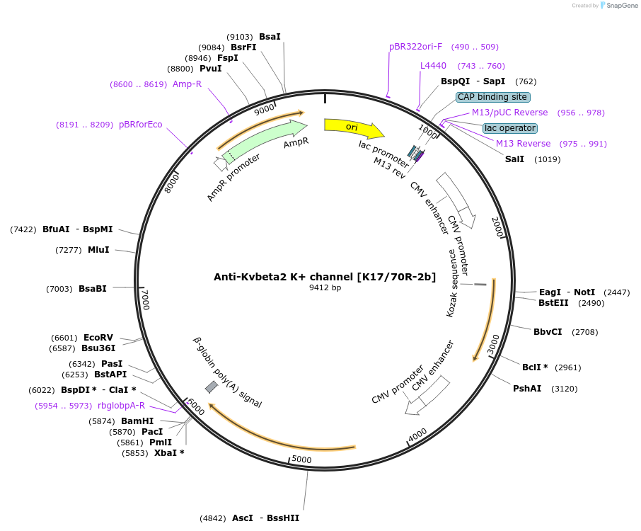 206622-plasmid-map-sequence-id-425686