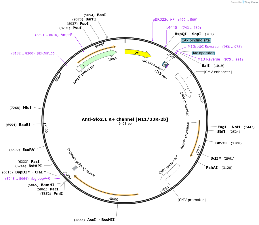 206651-plasmid-map-sequence-id-425687
