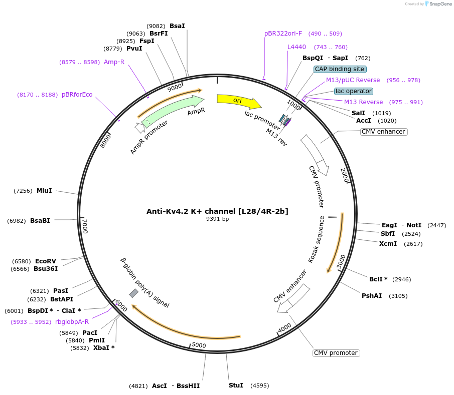 206645-plasmid-map-sequence-id-425688