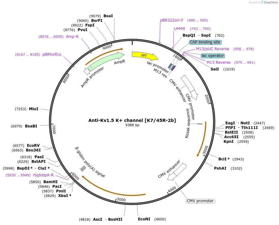 206629-plasmid-map-sequence-id-425691