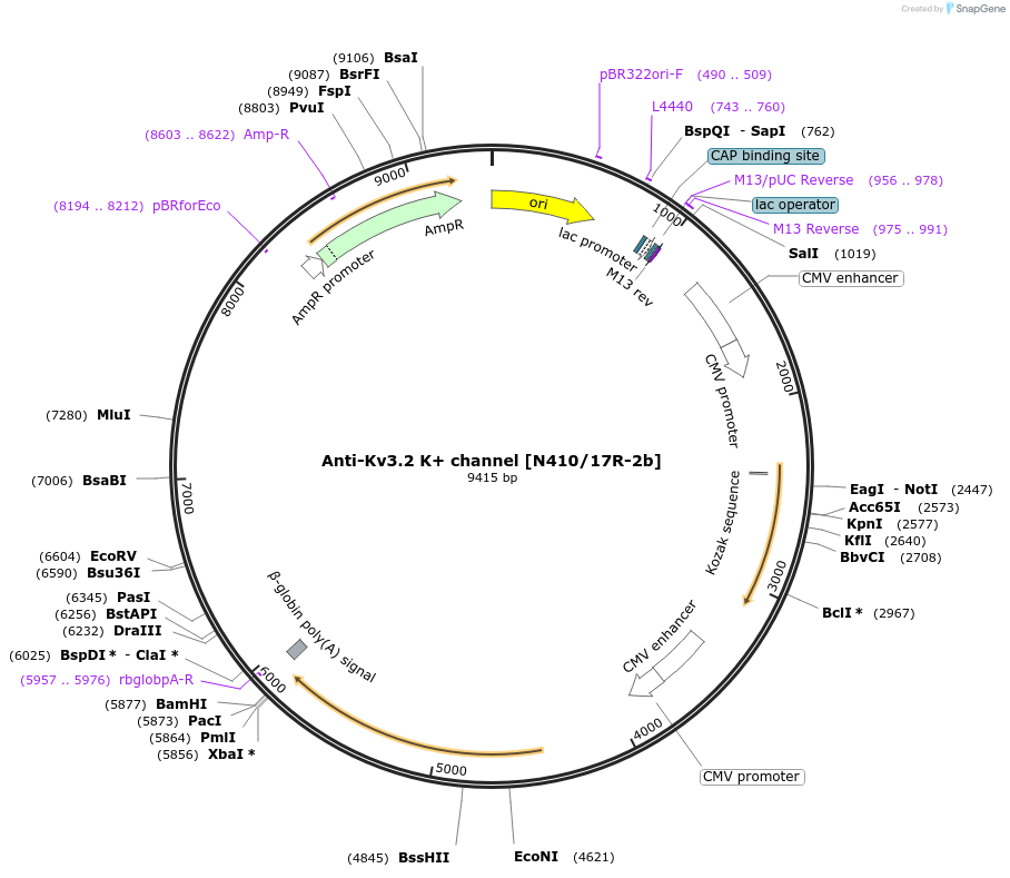 206671-plasmid-map-sequence-id-425730