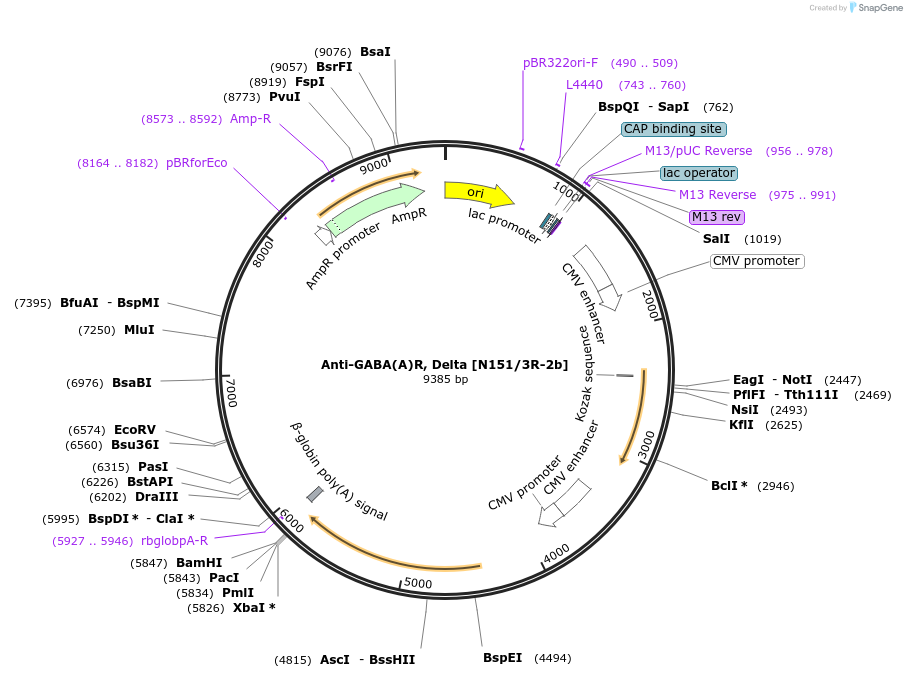 206657-plasmid-map-sequence-id-425731