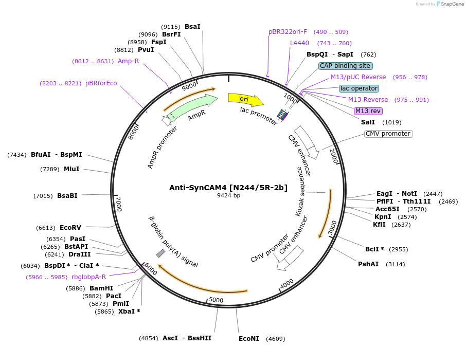 206665-plasmid-map-sequence-id-425732