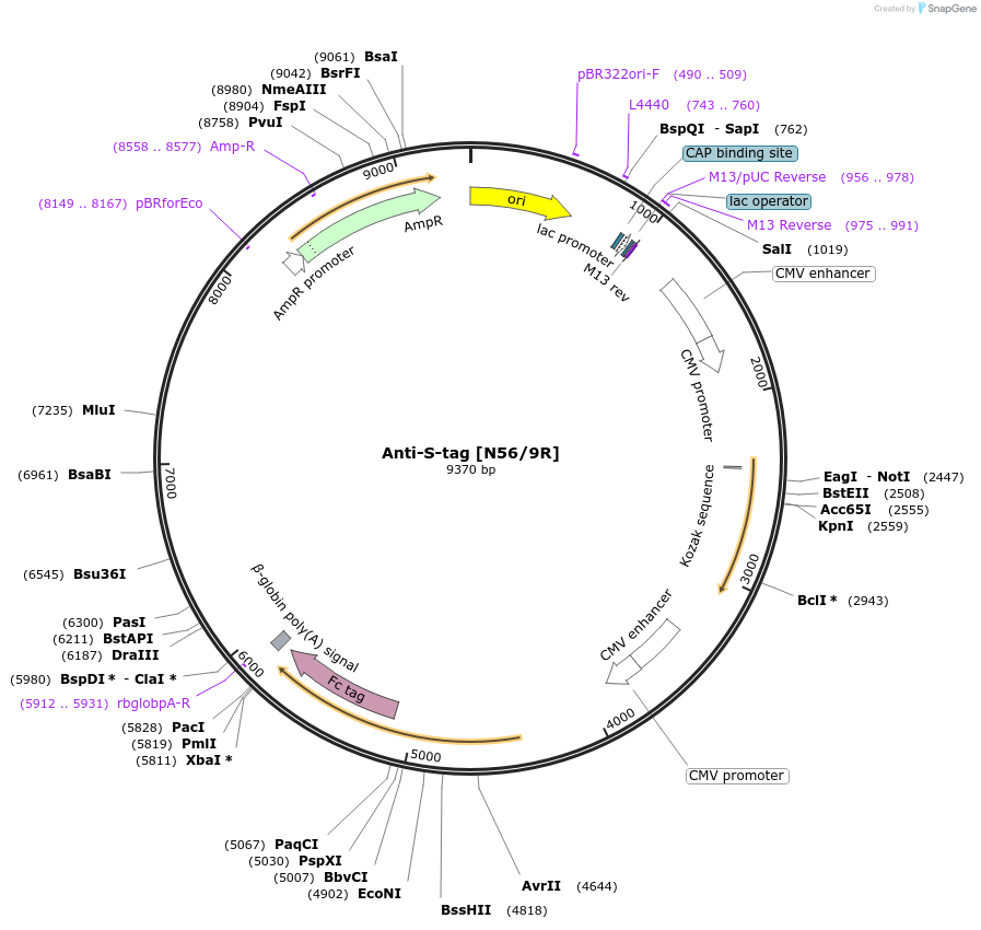 206600-plasmid-map-sequence-id-425734