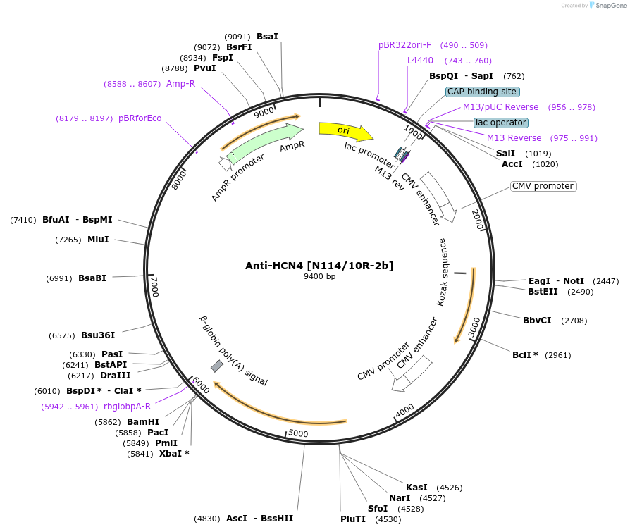 206653-plasmid-map-sequence-id-425735
