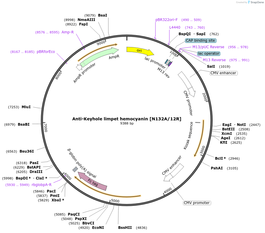 206532-plasmid-map-sequence-id-425738