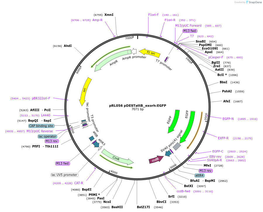 213510-plasmid-map-sequence-id-425747