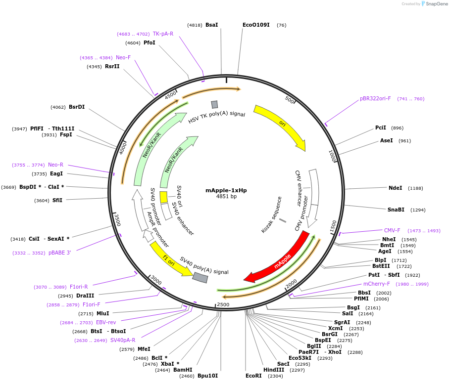 214409-plasmid-map-sequence-id-425781