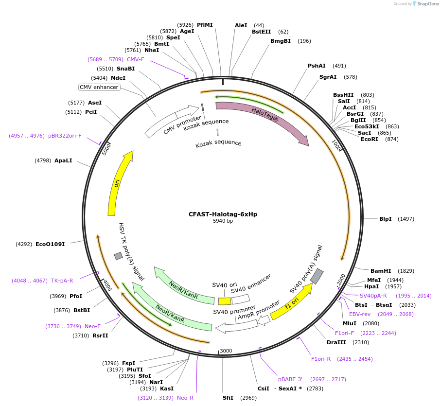 214416-plasmid-map-sequence-id-425782