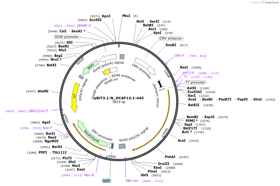 211199-plasmid-map-sequence-id-425784
