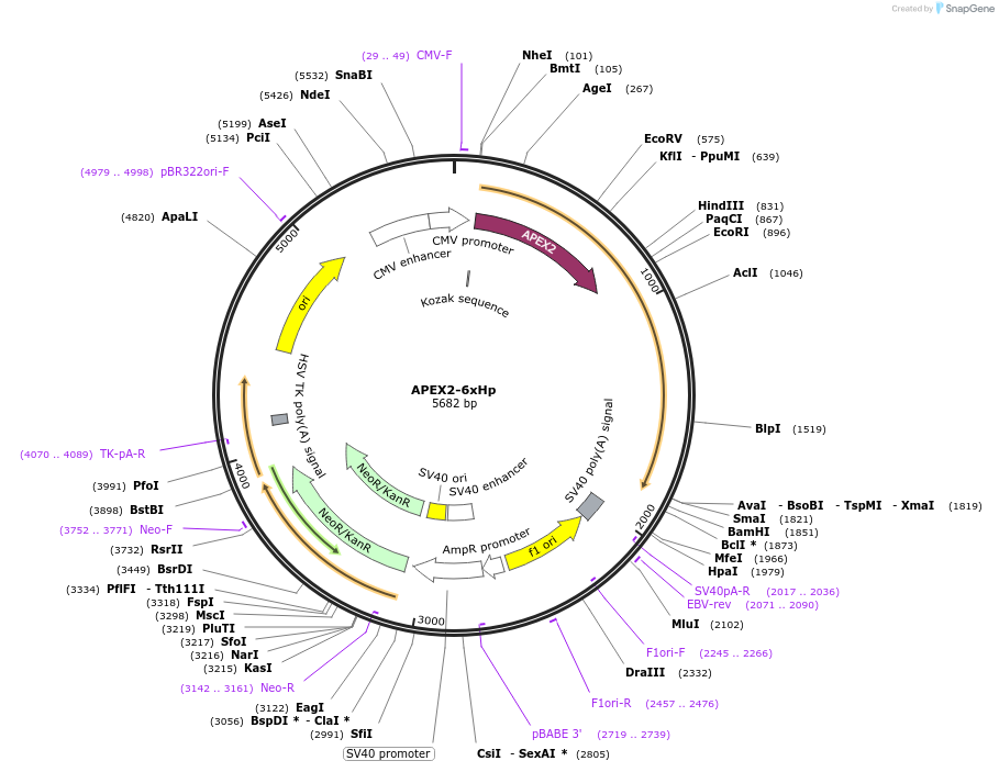 214411-plasmid-map-sequence-id-425785
