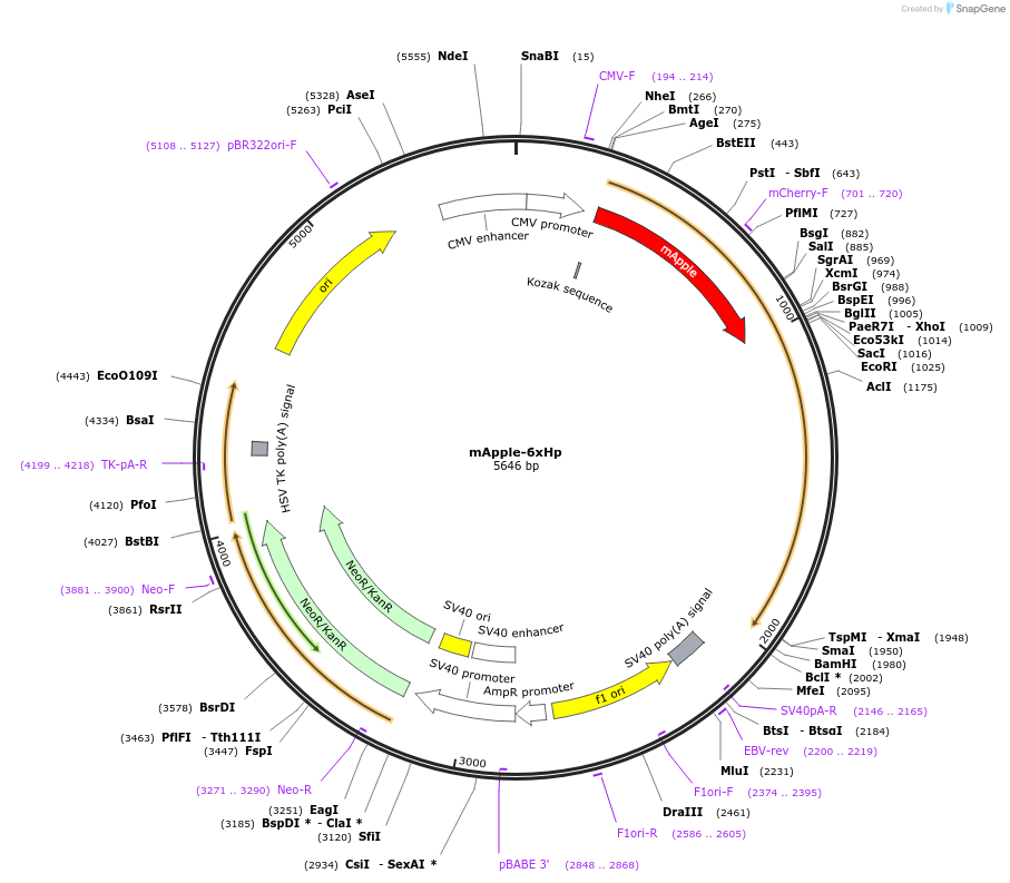 214410-plasmid-map-sequence-id-425786