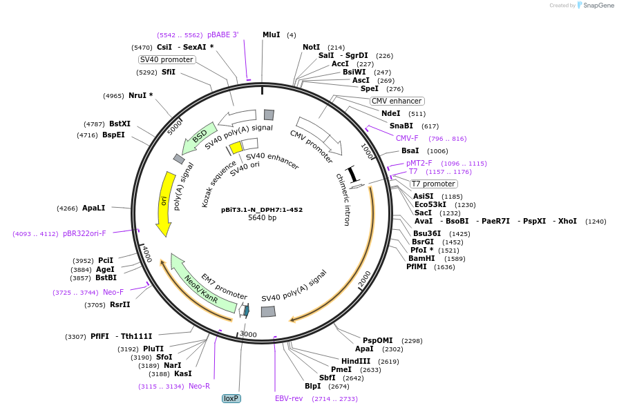 211202-plasmid-map-sequence-id-425787