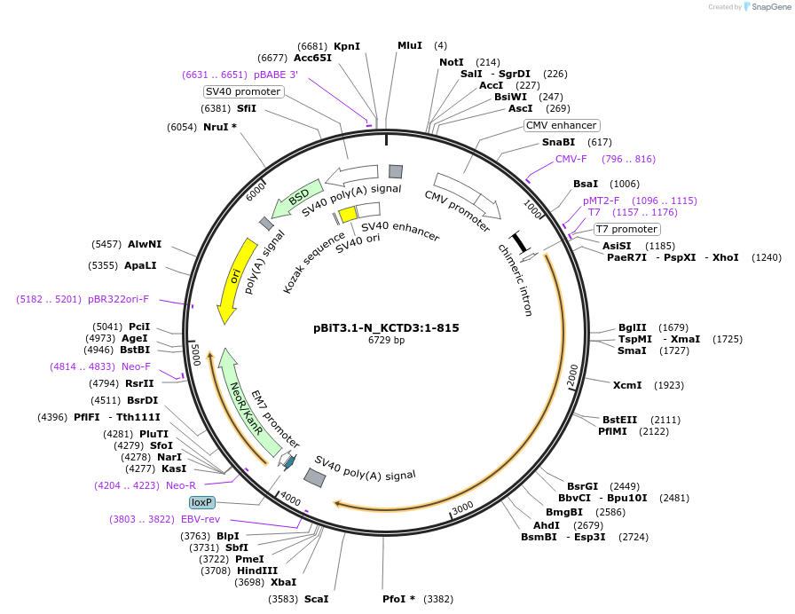 211212-plasmid-map-sequence-id-425790