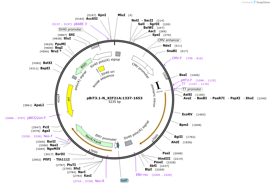 211213-plasmid-map-sequence-id-425791