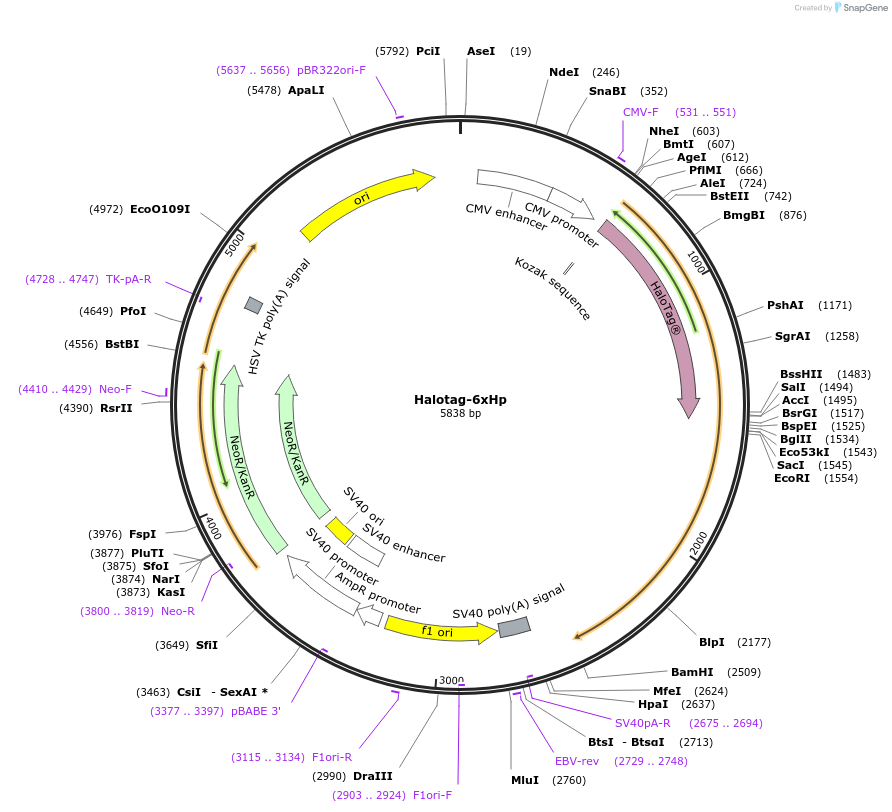 214414-plasmid-map-sequence-id-425792