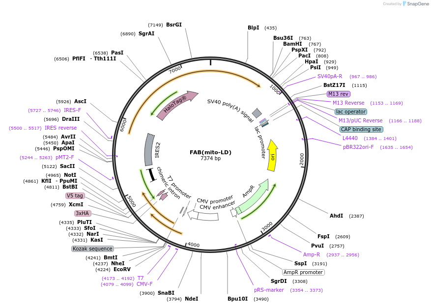 214425-plasmid-map-sequence-id-425794