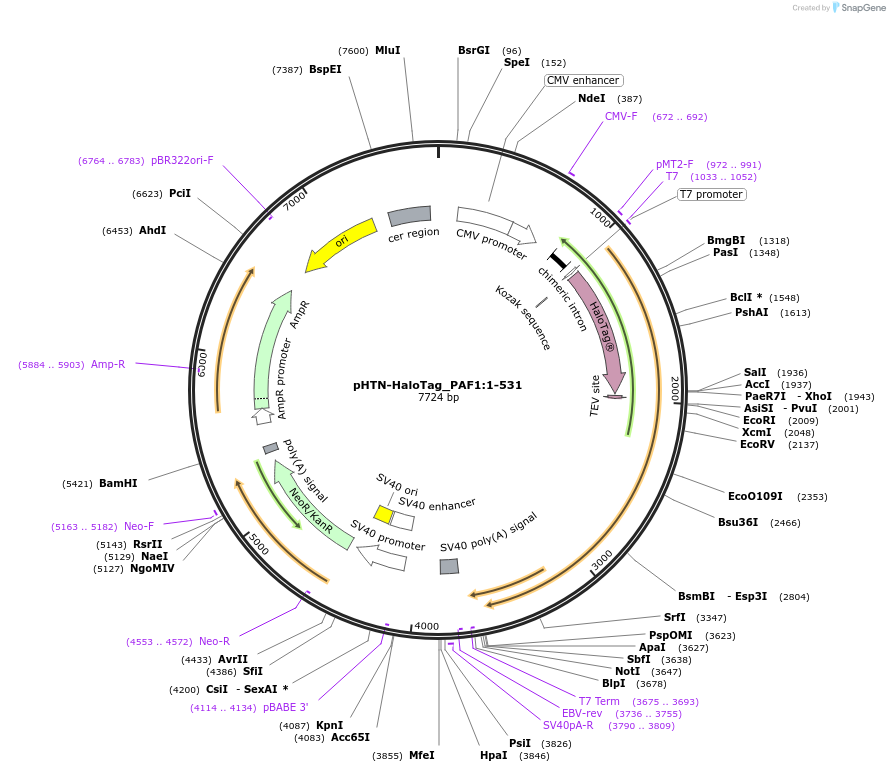 211075-plasmid-map-sequence-id-425796