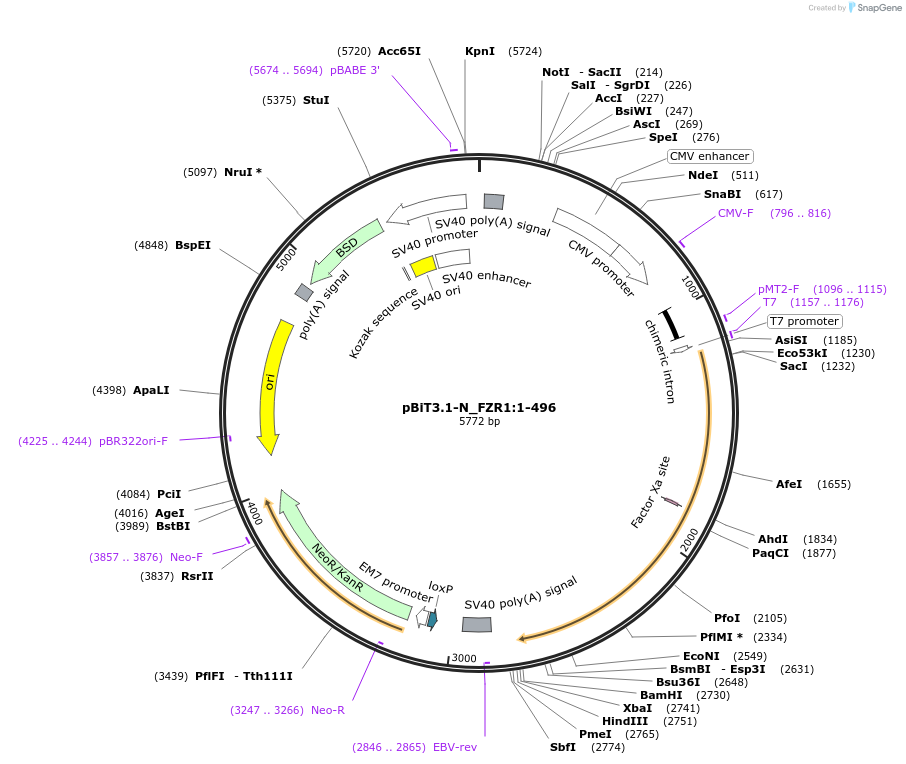 211129-plasmid-map-sequence-id-425798