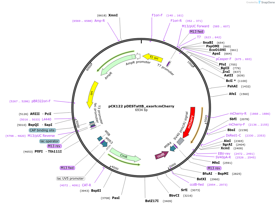 213511-plasmid-map-sequence-id-425802