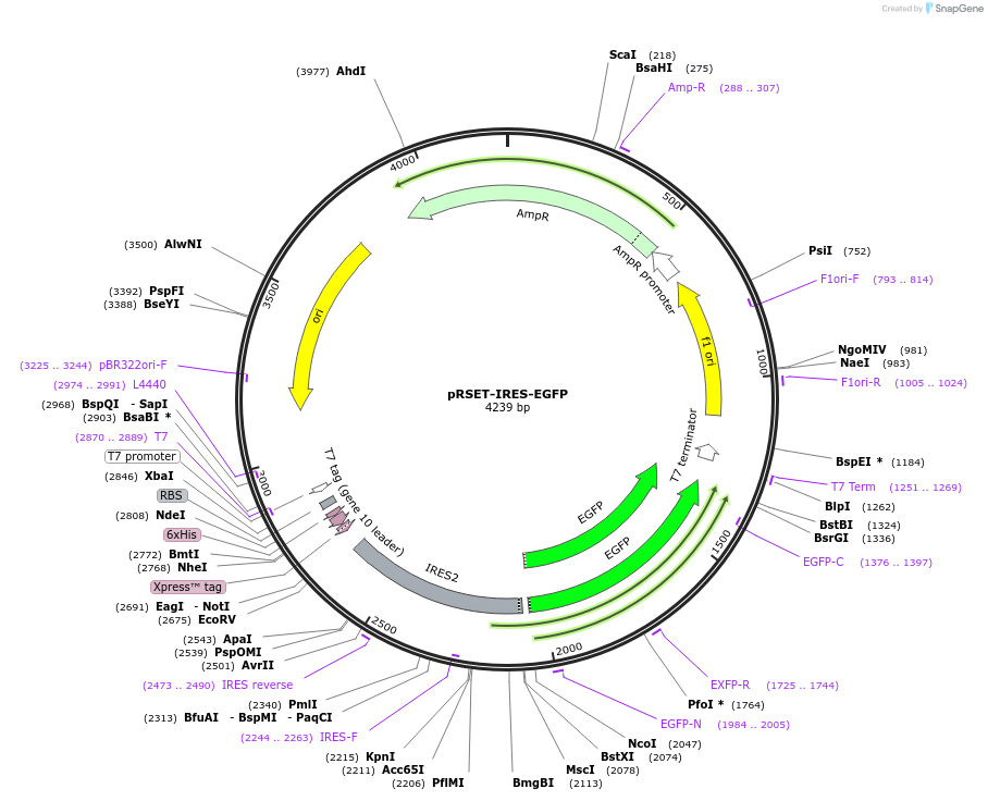216151-plasmid-map-sequence-id-425824
