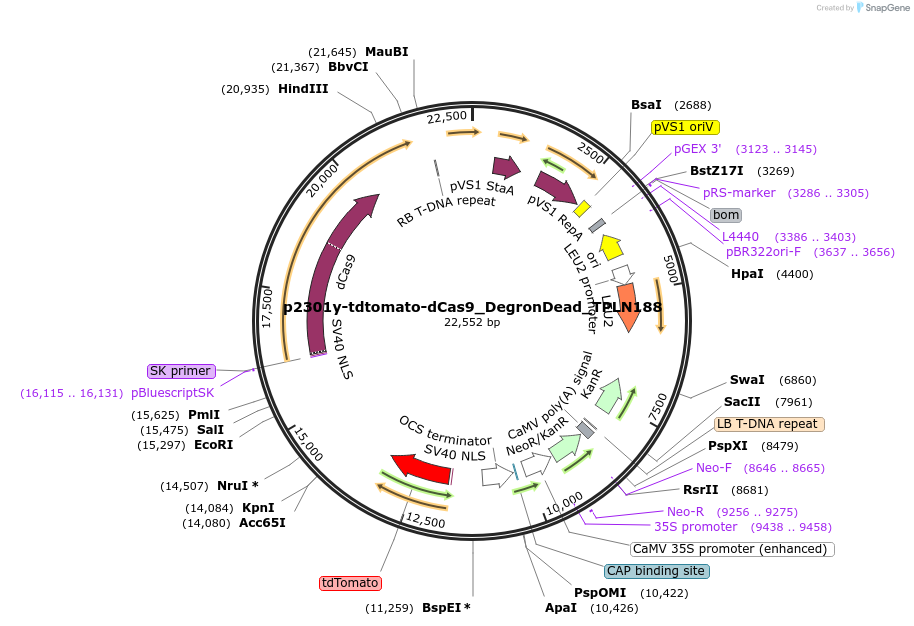 205409-plasmid-map-sequence-id-425827