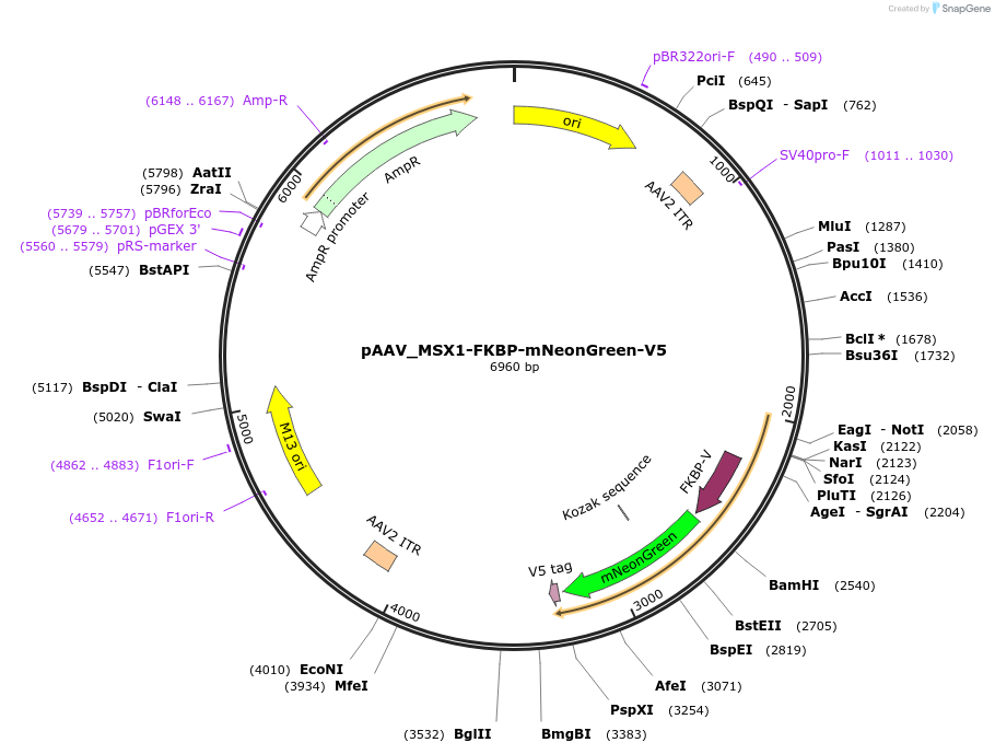 215025-plasmid-map-sequence-id-425836