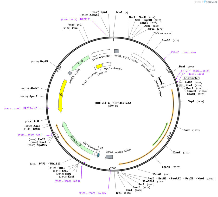 211148-plasmid-map-sequence-id-425847