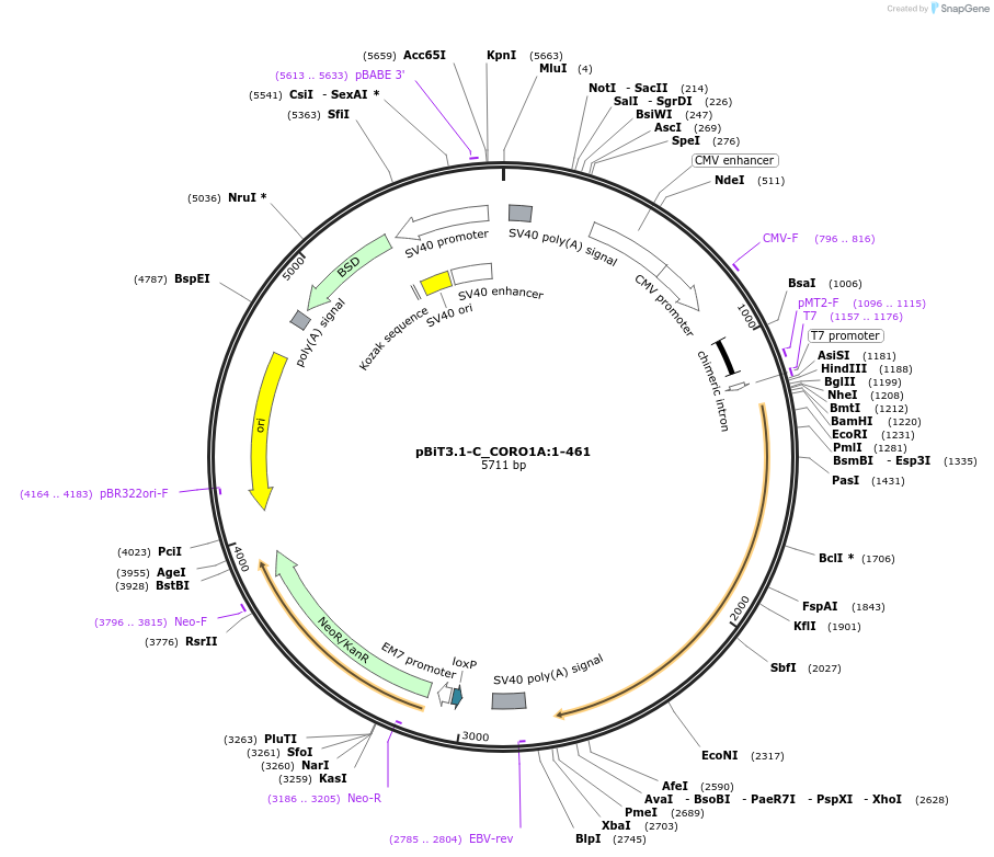 211150-plasmid-map-sequence-id-425849