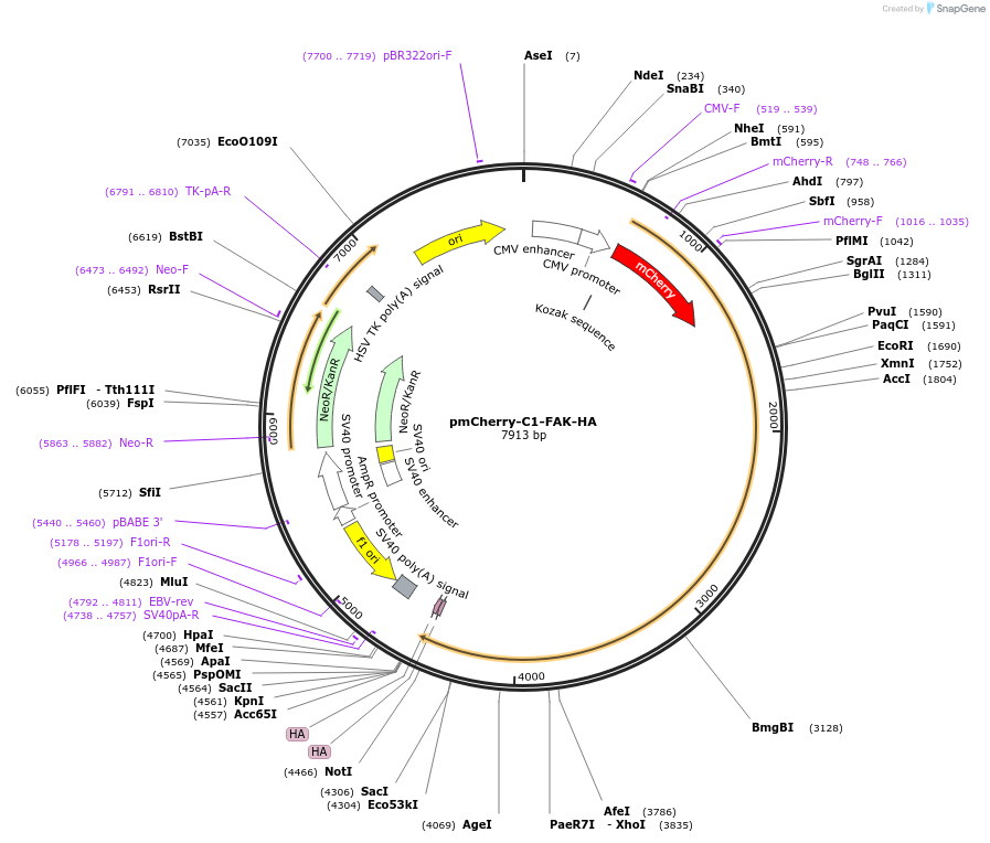 35039-plasmid-map-sequence-id-42585
