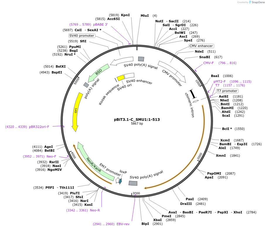 211155-plasmid-map-sequence-id-425854
