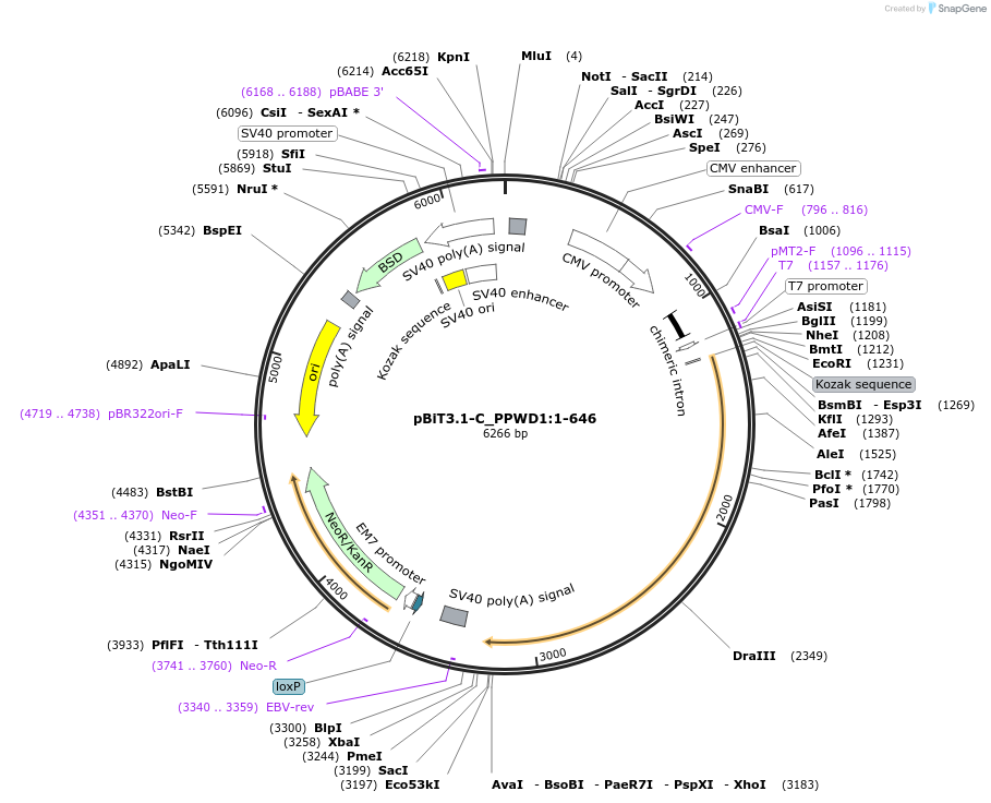 211157-plasmid-map-sequence-id-425856