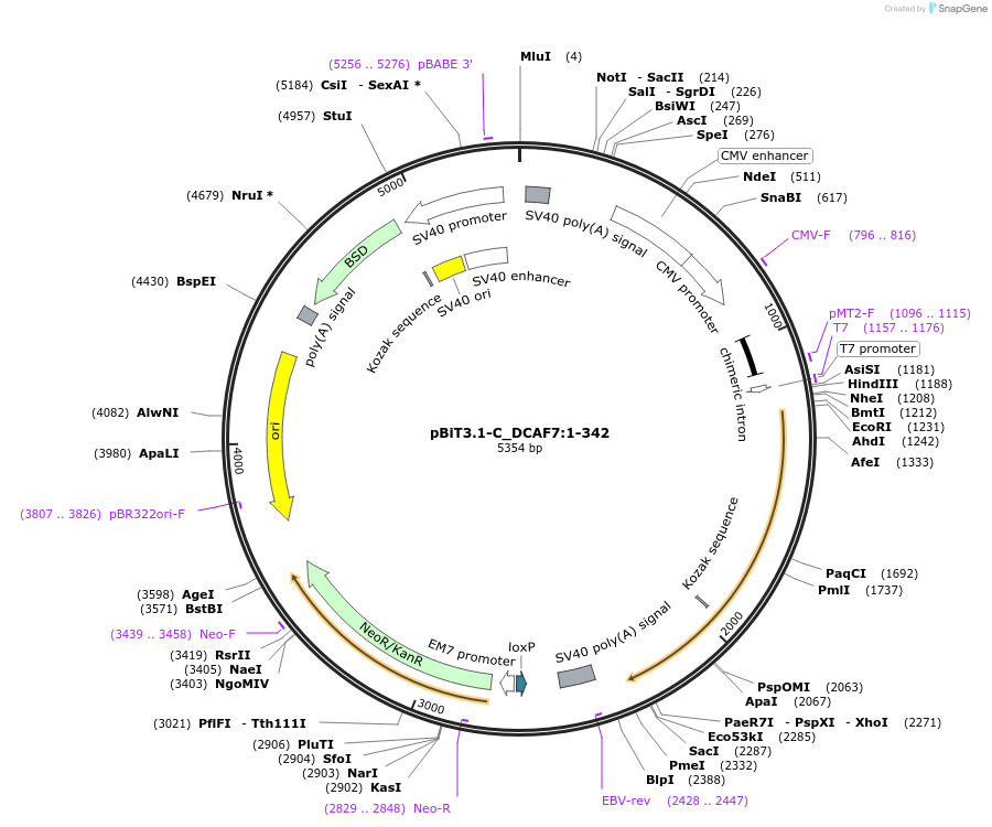 211159-plasmid-map-sequence-id-425858