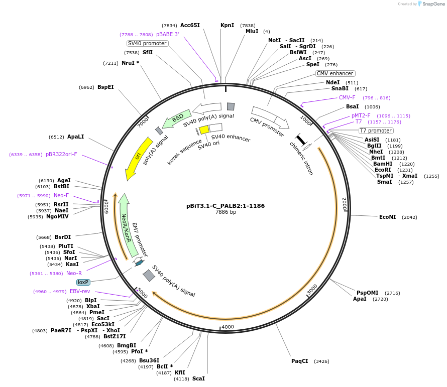 211160-plasmid-map-sequence-id-425859