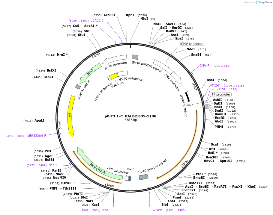211161-plasmid-map-sequence-id-425860