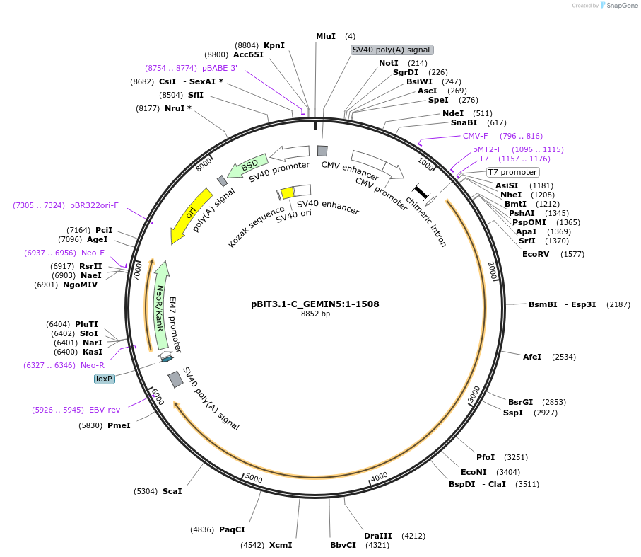 211164-plasmid-map-sequence-id-425863