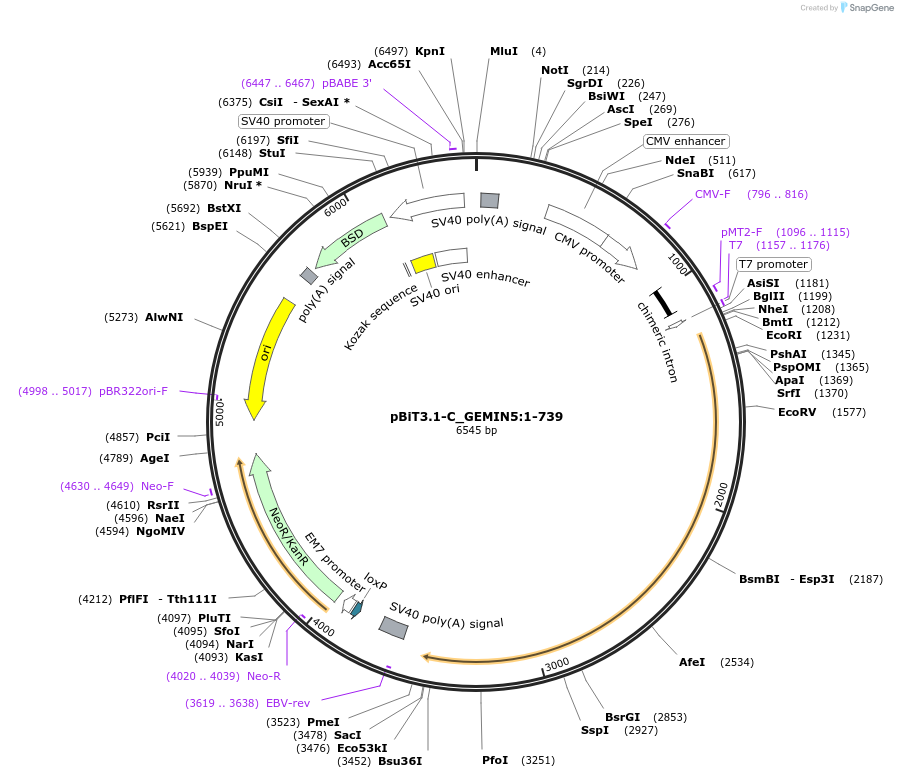 211165-plasmid-map-sequence-id-425864