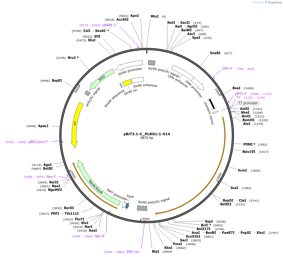 211166-plasmid-map-sequence-id-425865