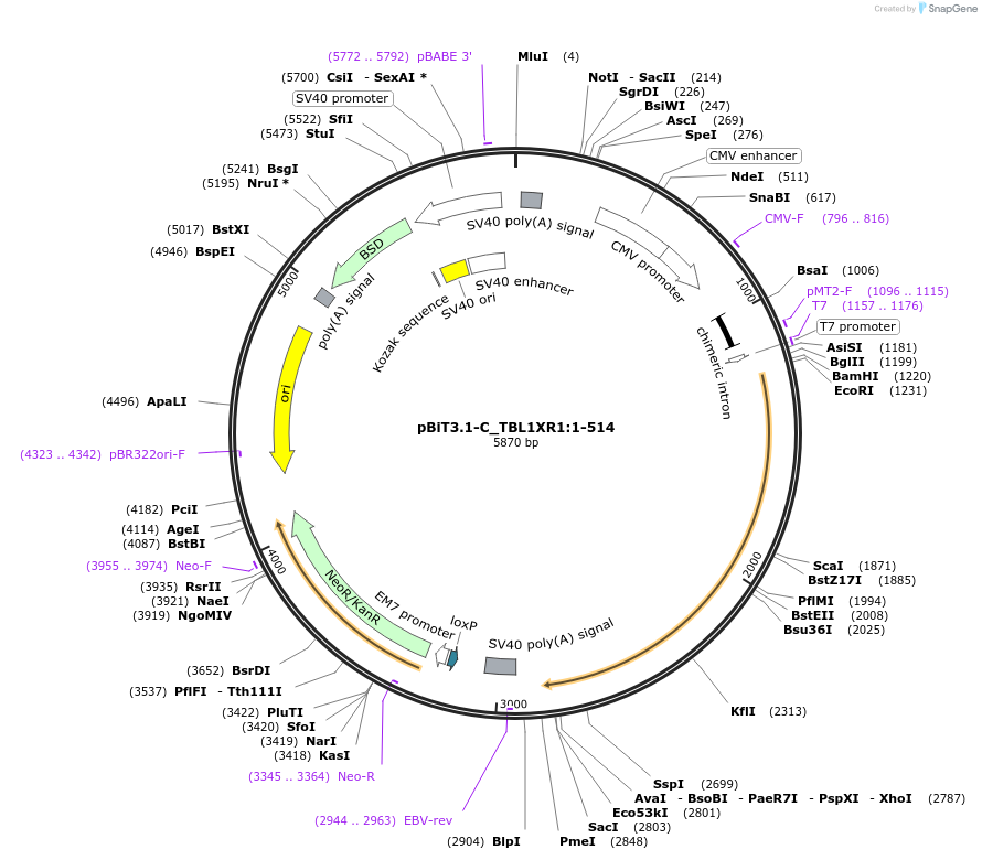 211167-plasmid-map-sequence-id-425866