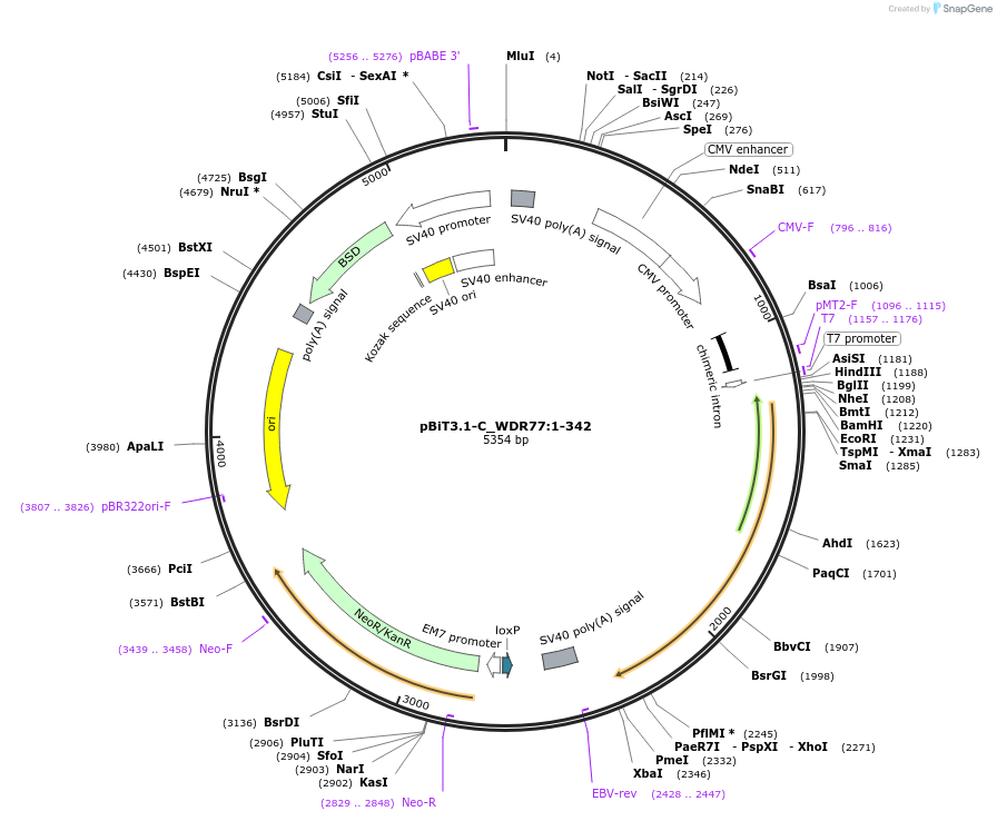 211169-plasmid-map-sequence-id-425868