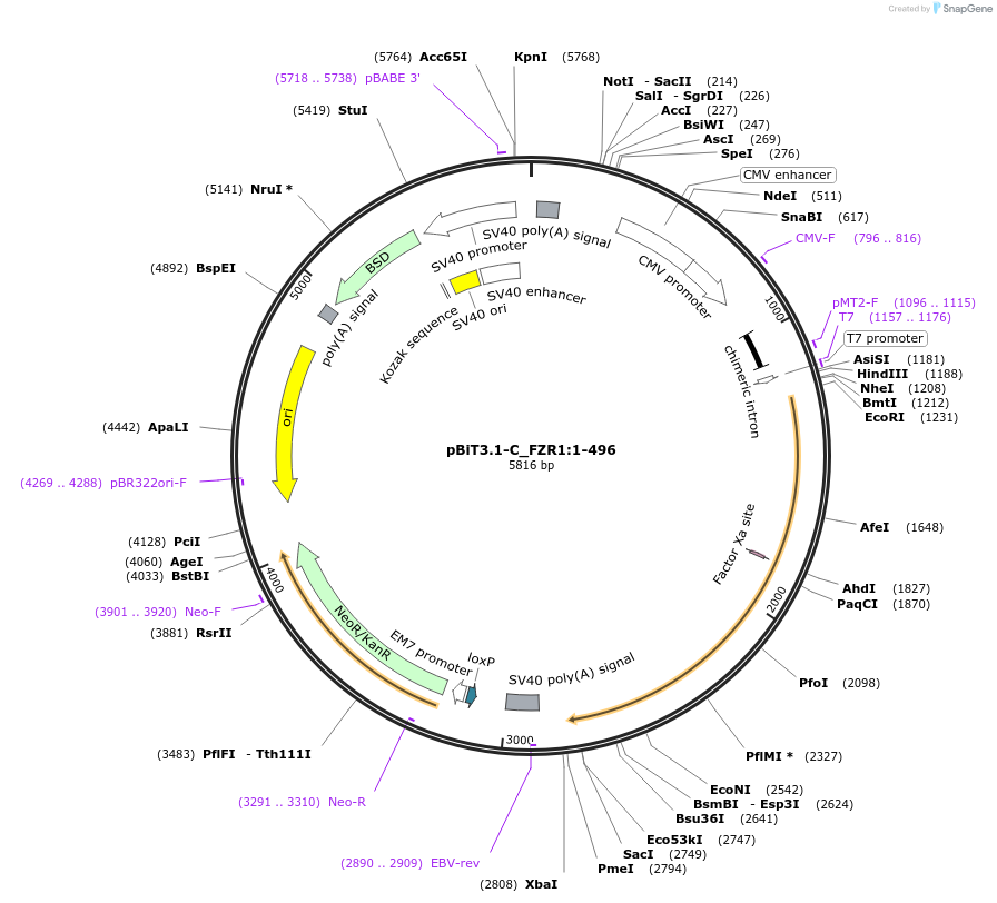 211170-plasmid-map-sequence-id-425869