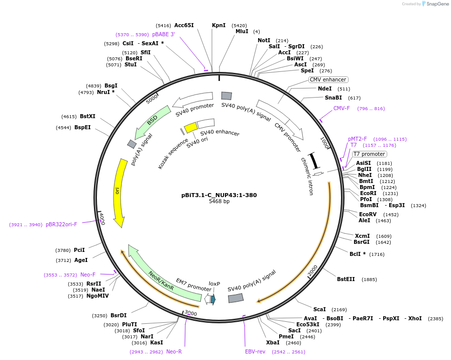 211171-plasmid-map-sequence-id-425870