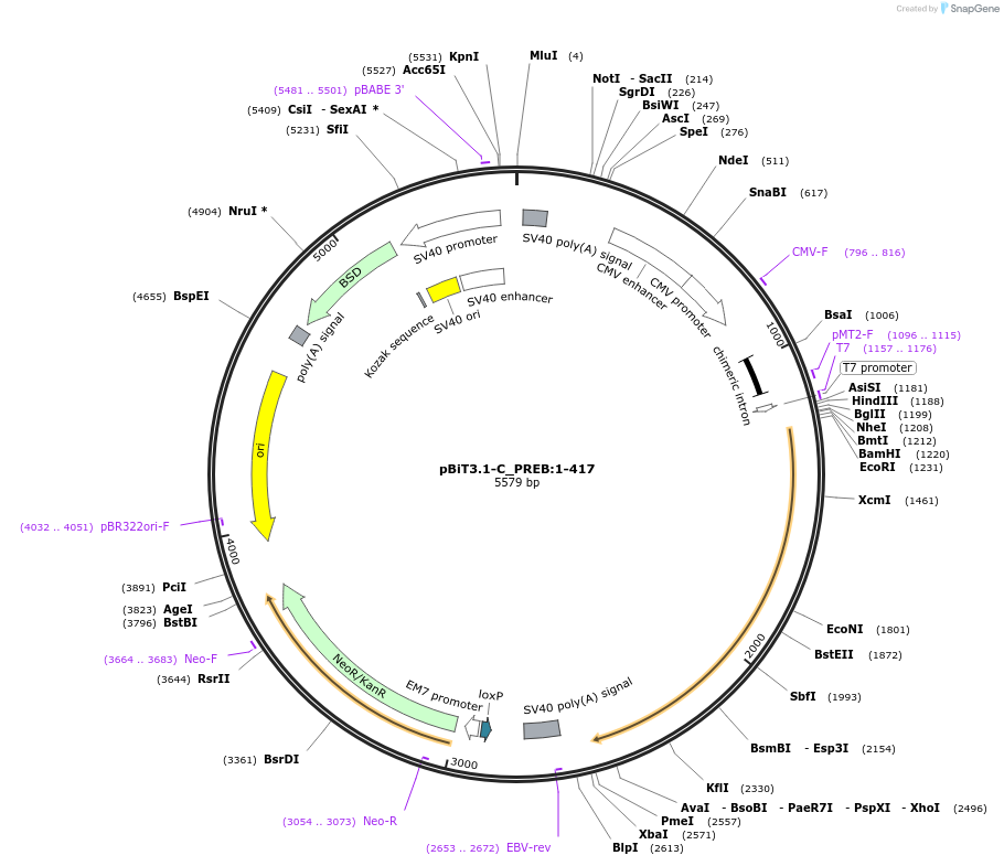 211172-plasmid-map-sequence-id-425871